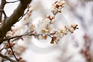 Spring blooming cherry tree close up