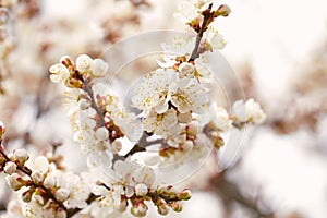 Spring blooming cherry tree close up