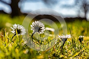 Spring blooming daisies photographed from behind