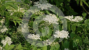 Spring blooming elderberry on the plantation. Elderberry branch