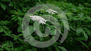 Spring blooming elderberry on the plantation. Elderberry branch in the rain