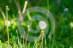 Spring Blooming field - bright green plants, grass and wildflowers with young foliage on a bright warm sunny day in