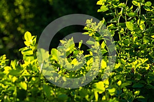 Spring Blooming field - bright green plants, grass and wildflowers with young foliage on a bright warm sunny day in early spring