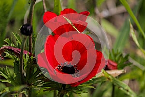 A spring blooming flower red anemone