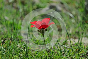 A spring blooming flower red anemone Among stones