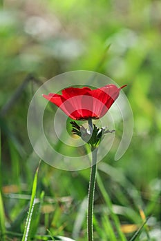 A spring blooming flower red anemone Among stones