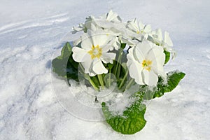 Spring blooming flowers coming up