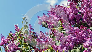 Spring blooming flowers of lilac on lilac bushes against the blue sky. Natural background blooming lilac flowers outside. Long web