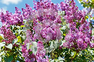 Spring blooming flowers of lilac on lilac bushes against the blue sky. Natural background of violet blooming lilac flowers outside