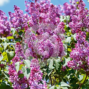 Spring blooming flowers of lilac on lilac bushes against the blue sky. Natural background of violet blooming lilac flowers outside