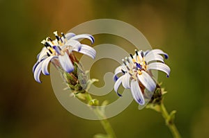 Spring blooming forest flowers blue purple white in soft focus on lgreen background outdoor close-up macro. Spring template floral