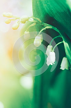 Spring blooming forest gentle flowers lilies of valley in sunlight with dew drops on light green background