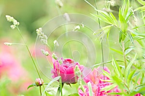 Spring Blooming in the Garden