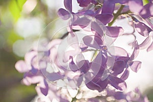 Spring blooming garden. Background with delicate flower lilac bl