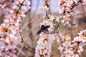 Spring blooming garden. Bee Xylocopa on cherry flowers Prunus tomentosa close-up.