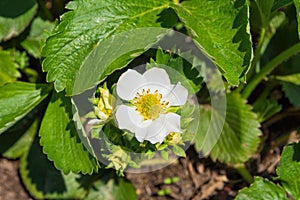 Spring blooming garden. Big white garden strawberry flower on green leaves background. Garden strawberries closeup view