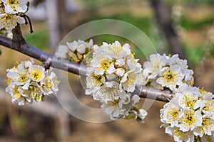 Spring blooming garden. Flowering branch of the plum tree Prunus domestica close-up against a background of green grass.