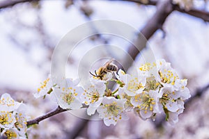 Spring blooming garden. Flowering branch of the plum tree Prunus domestica close-up. Plum flowers and a bee.