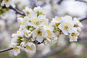 Spring blooming garden. Flowering branch of the plum tree Prunus domestica close-up. Soft bokeh.