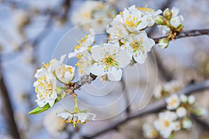Spring blooming garden. Flowering branch of the plum tree Prunus domestica close-up. Soft bokeh.