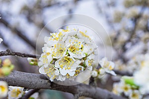 Spring blooming garden. Flowering branch of the plum tree Prunus domestica close-up.