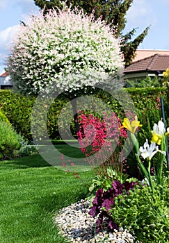 Spring blooming garden, Slovakia