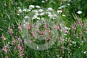 Spring blooming garden, Slovakia