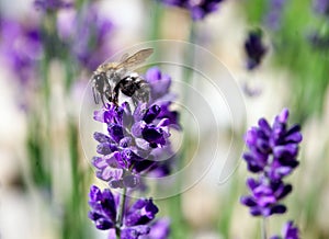 Spring blooming  lavander and flying bee, Slovakia