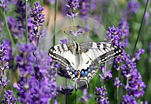 Spring blooming  lavander and flying butterfly, Slovakia