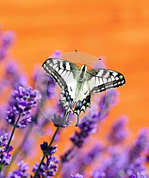 Spring blooming  lavander and flying butterfly, Slovakia