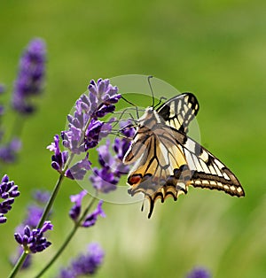 Spring blooming  lavander and flying butterfly, Slovakia