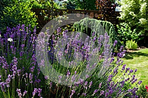 Spring blooming  lavander and flying butterfly, Slovakia