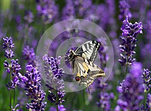 Spring blooming  lavander and flying butterfly, Slovakia