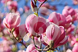 Spring blooming magnolia tree closeup.