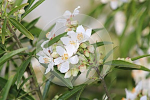 Spring Blooming Mexican Orange bush 2