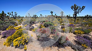 Spring Blooming in Mojave Desert