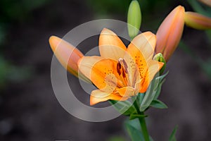 Spring blooming orange lily flower in soft focus on dark background outdoor close-up macro.