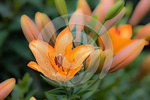 Spring blooming orange lily flowers in soft focus on green background outdoor close-up macro.