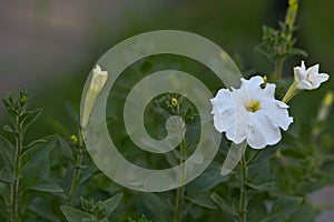 Spring blooming petunia flowers in soft focus outdoor close-up macro.