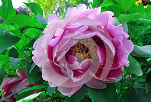 Spring blooming pink peony flowers in Moscow