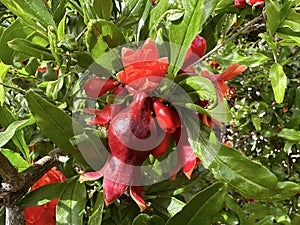 Spring blooming pomegranate (Punica granatum