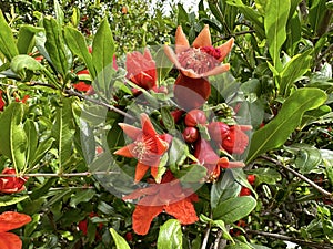 Spring blooming pomegranate (Punica granatum photo