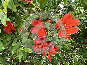 Spring blooming pomegranate (Punica granatum photo