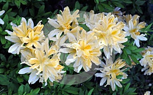 Spring blooming rhododendron flowers in Moscow