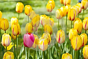 Spring blooming season of Dutch Miracle tulips