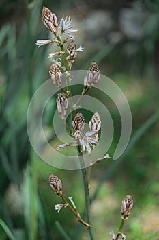 Spring blooming of a single asphodel