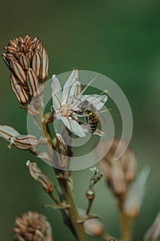 Spring blooming of a single asphodel with small bee