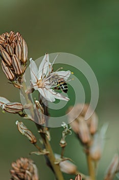 Spring blooming of a single asphodel with a small bee
