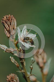 Spring blooming of a single asphodel with a small bee