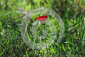Spring blooming of a single red anemone in the forest